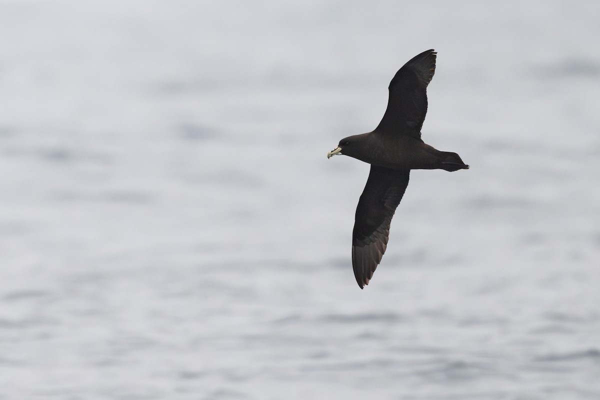 Pardela Gorjiblanca - ML646794965