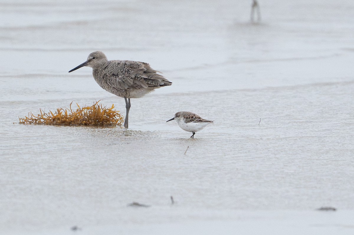 Western Sandpiper - ML646794966