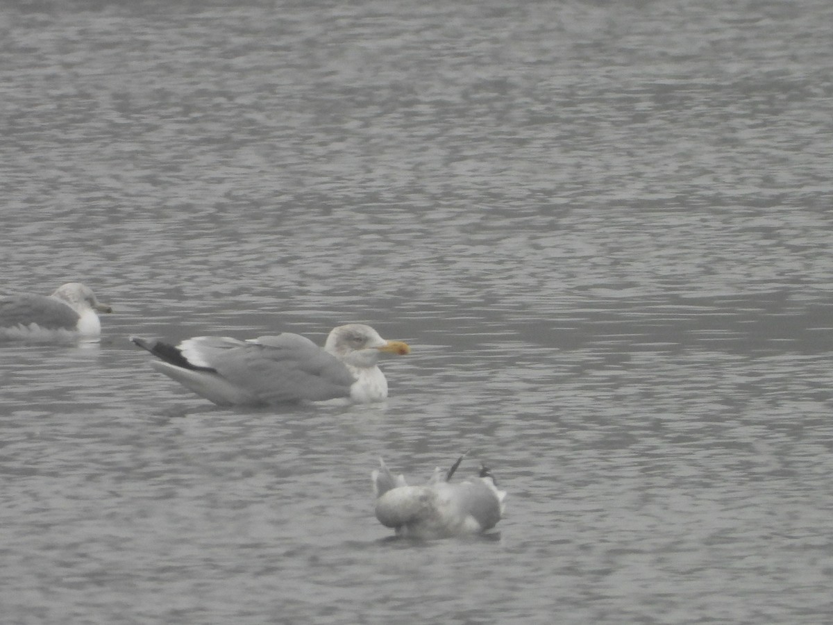 Silbermöwe - ML646794968