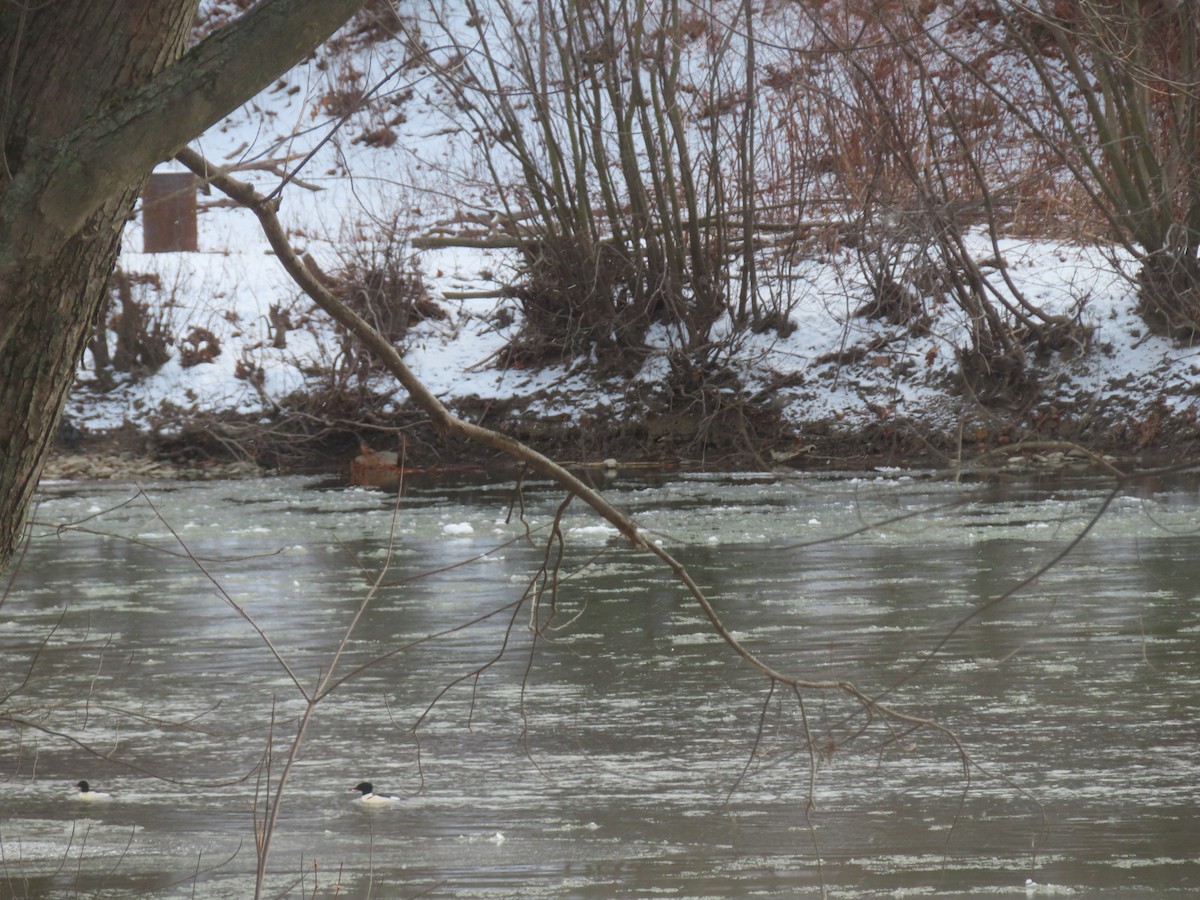 Common Merganser - ML646794969