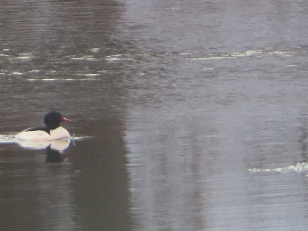 Common Merganser - ML646794970