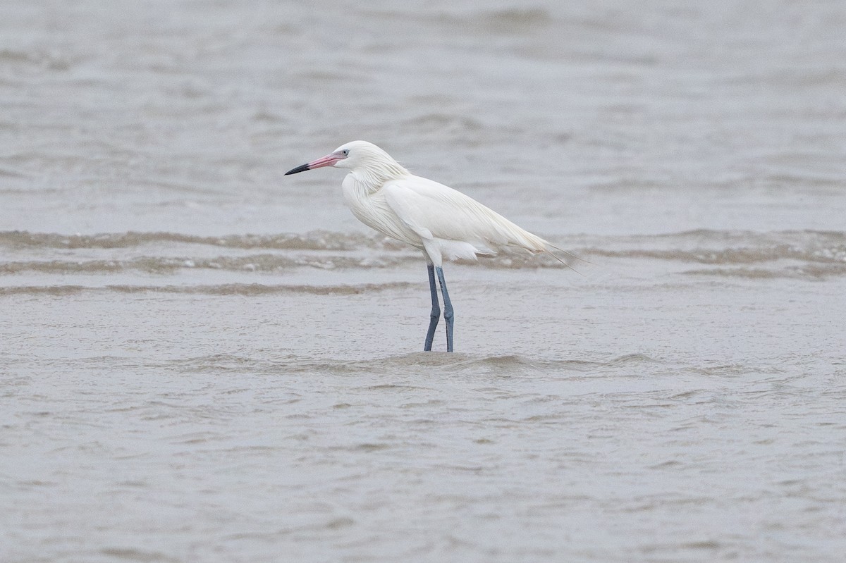 Reddish Egret - ML646794971