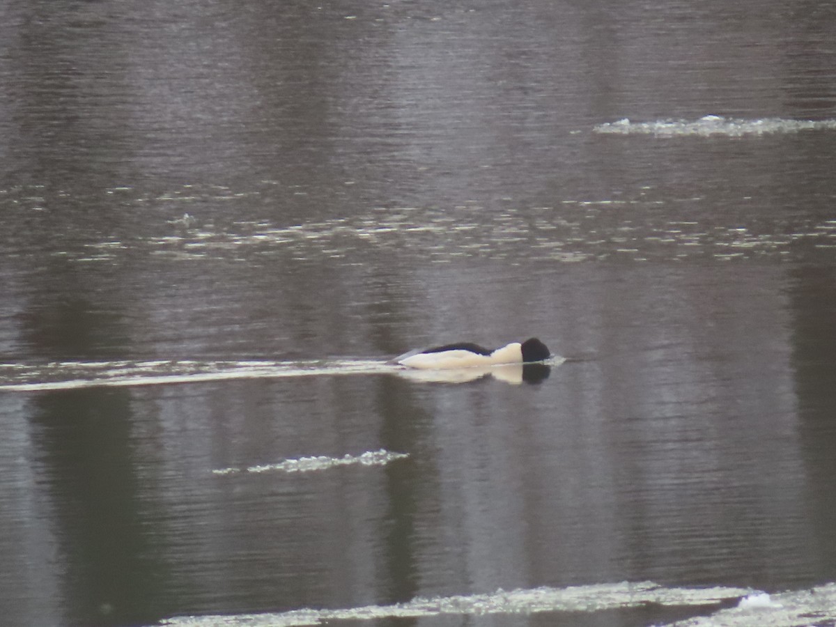 Common Merganser - ML646794973