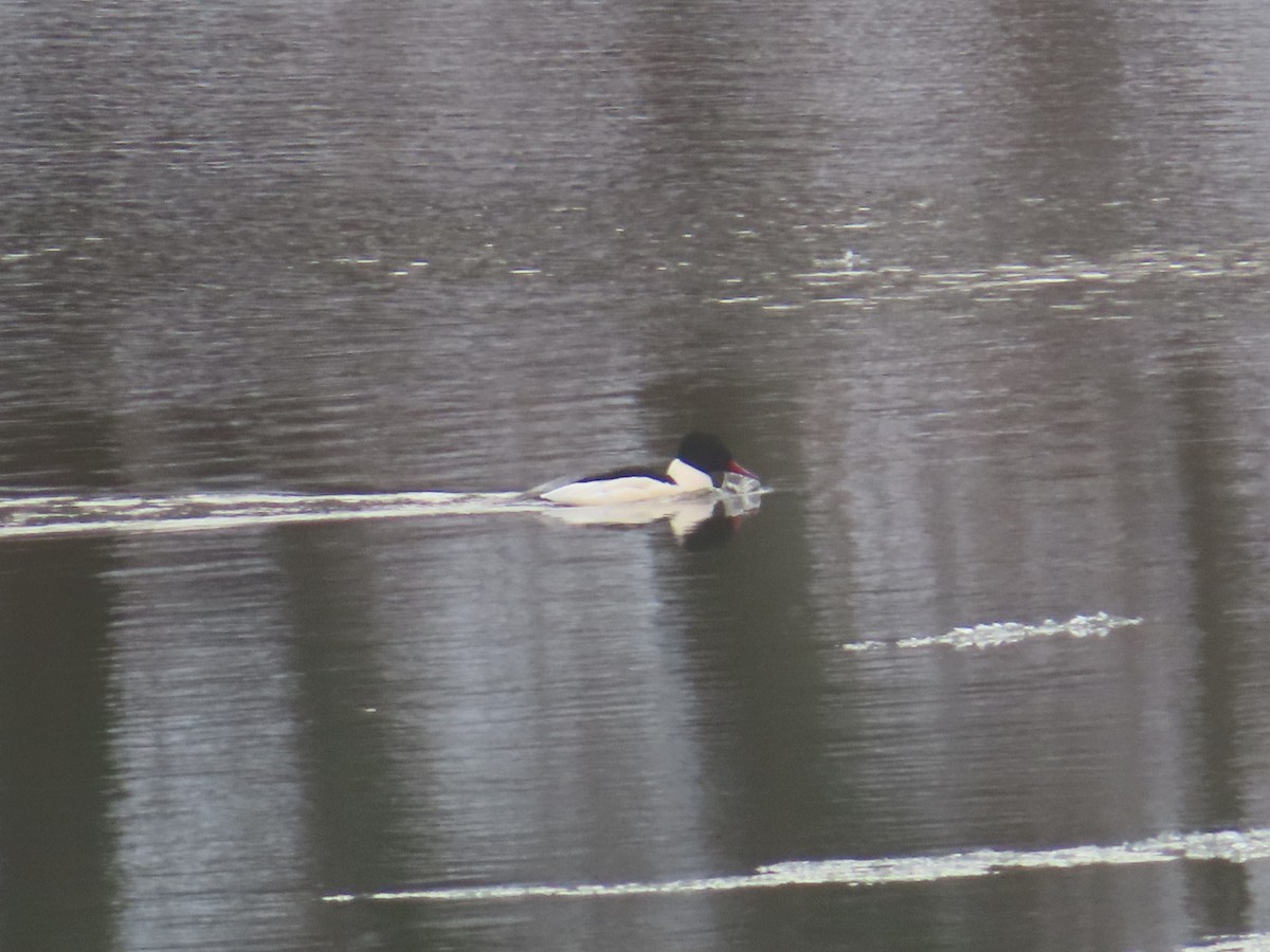 Common Merganser - ML646794974