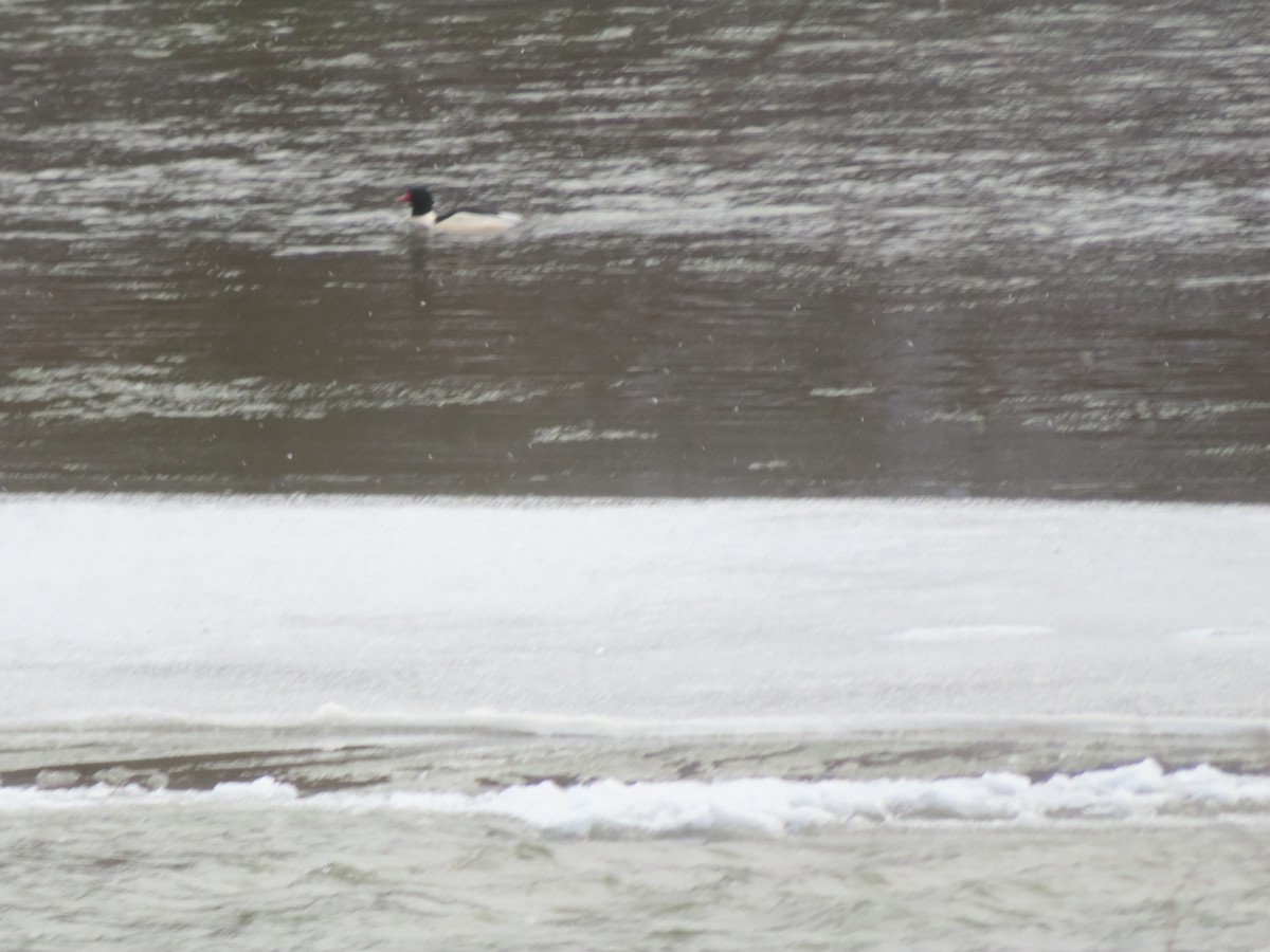 Common Merganser - ML646794975