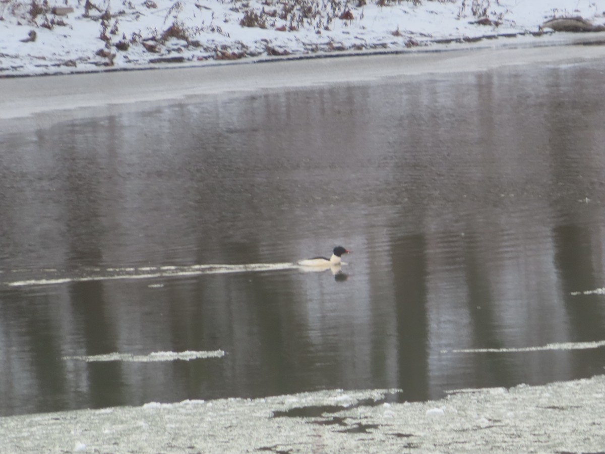 Common Merganser - ML646794976