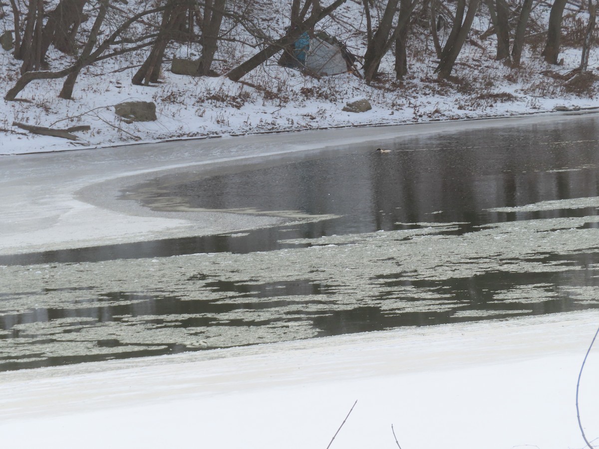 Common Merganser - ML646794977