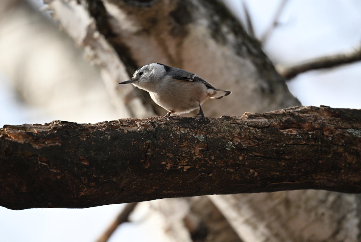 White-breasted Nuthatch - ML646794978
