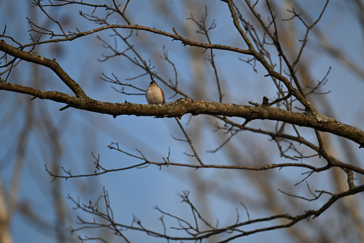 Tufted Titmouse - ML646794981