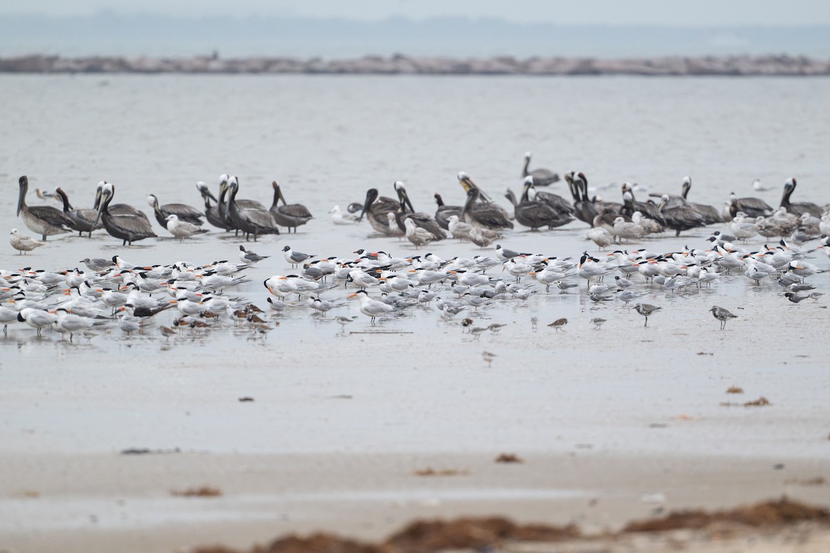 Royal Tern - ML646794982