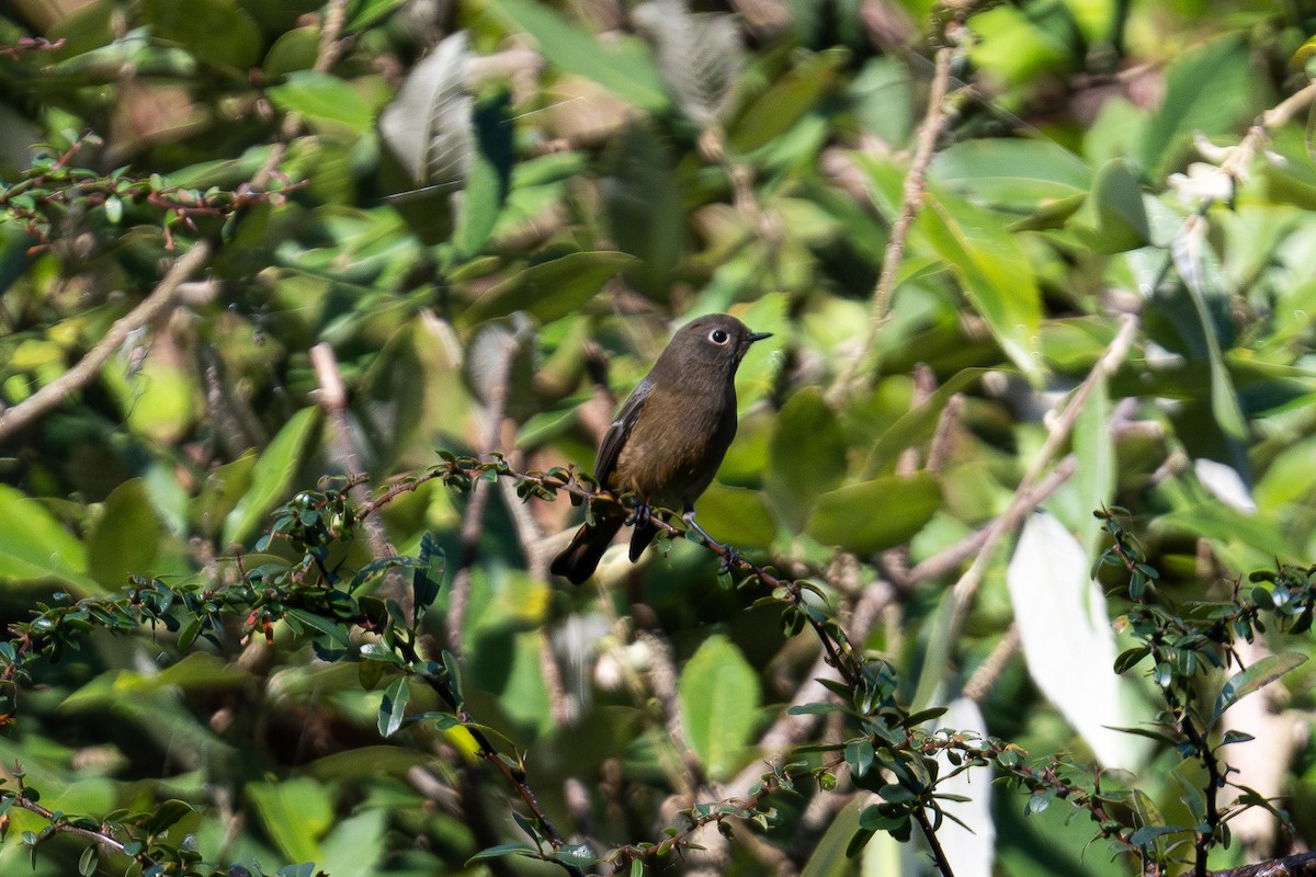 Blue-fronted Redstart - ML646794983
