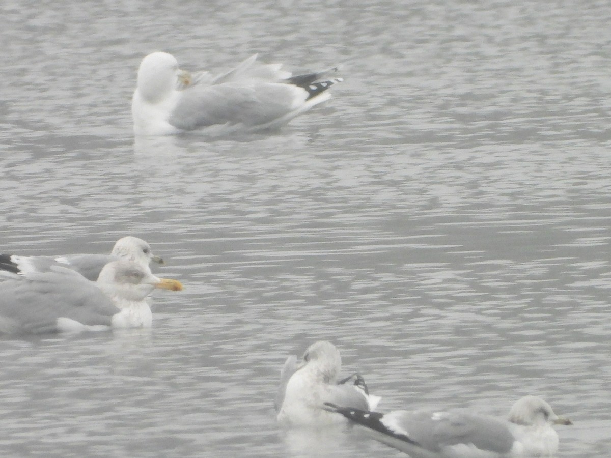 Silbermöwe - ML646794984