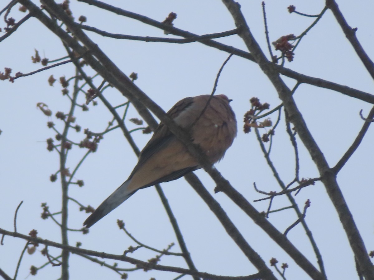 Mourning Dove - ML646794985