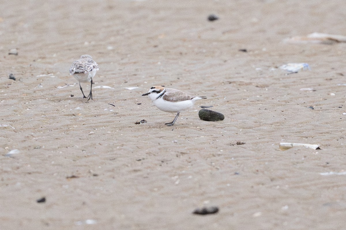 Snowy Plover - ML646794996