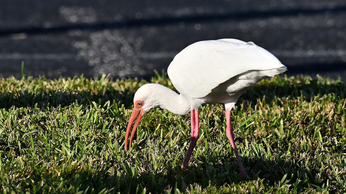 Ібіс білий - ML646794998