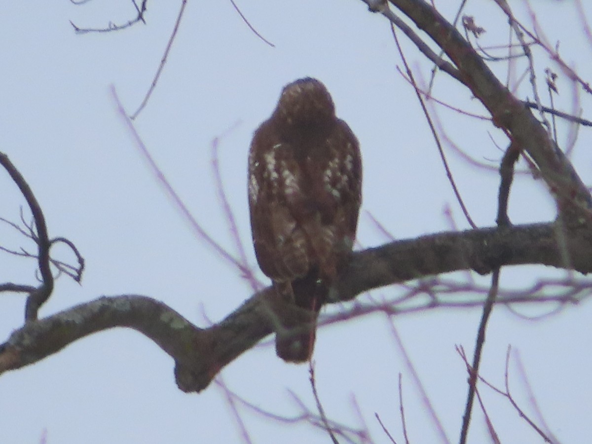 Red-tailed Hawk - ML646795001