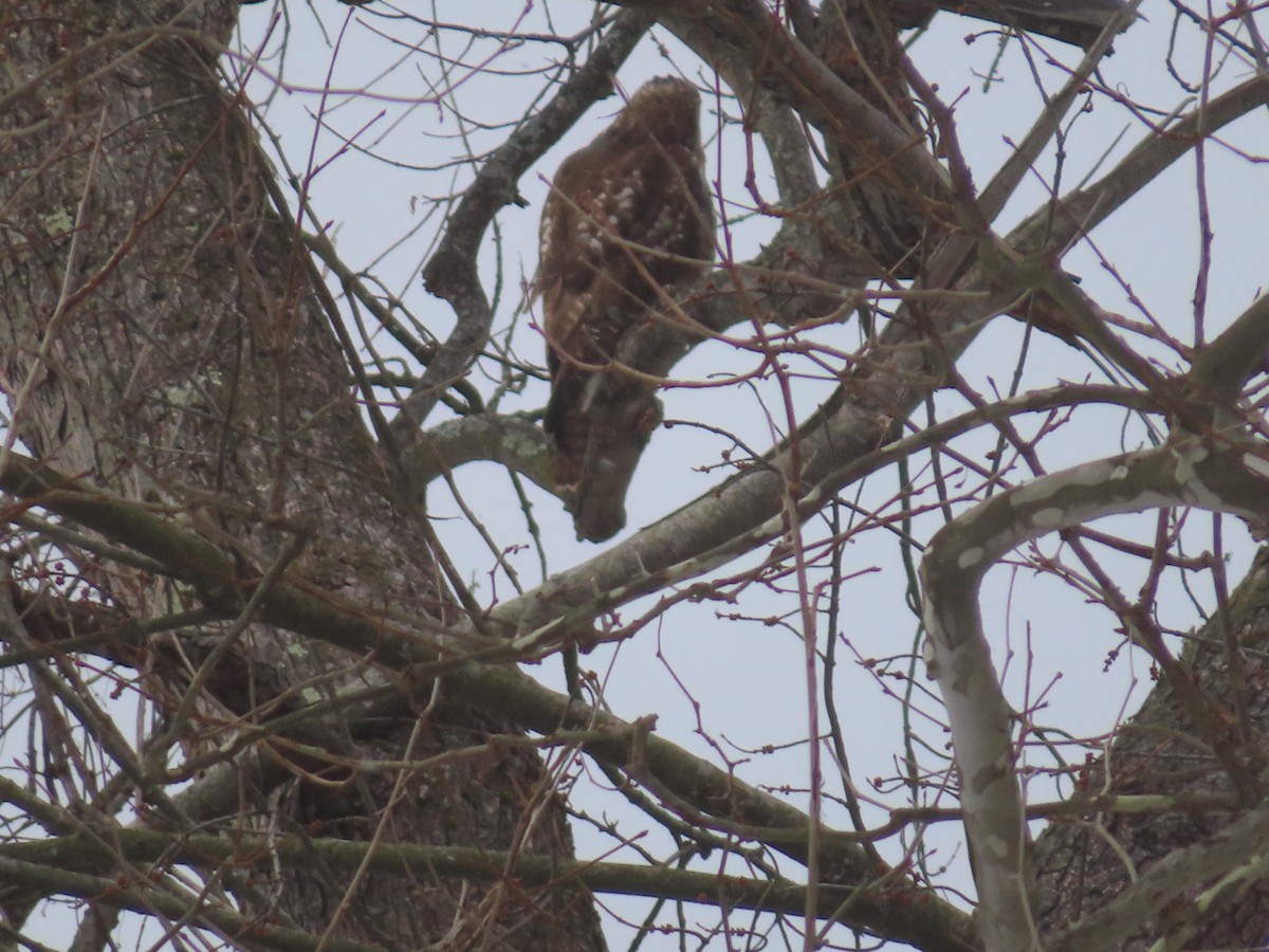 Red-tailed Hawk - ML646795002