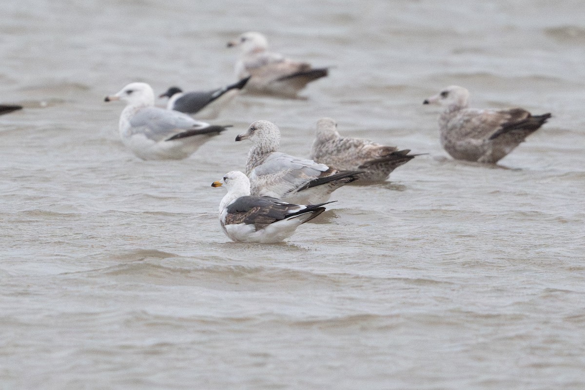 Lesser Black-backed Gull - ML646795003