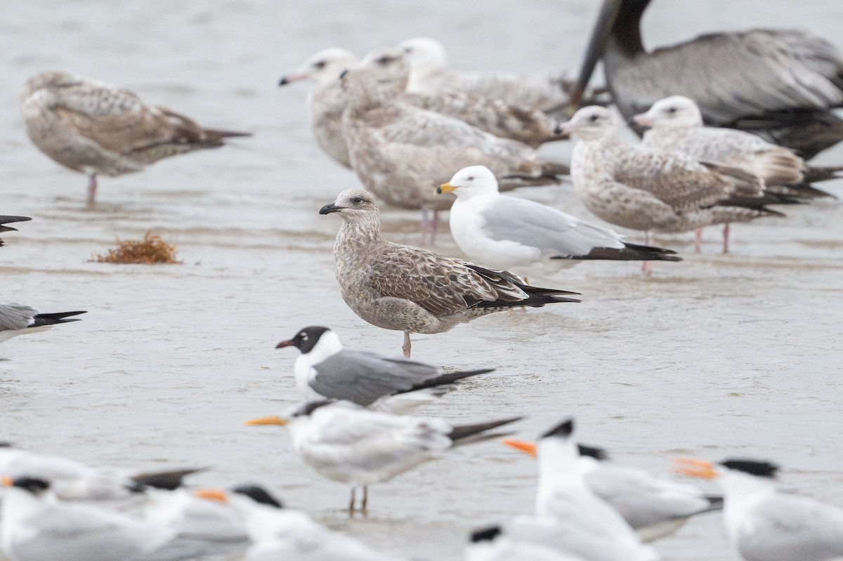 Lesser Black-backed Gull - ML646795004