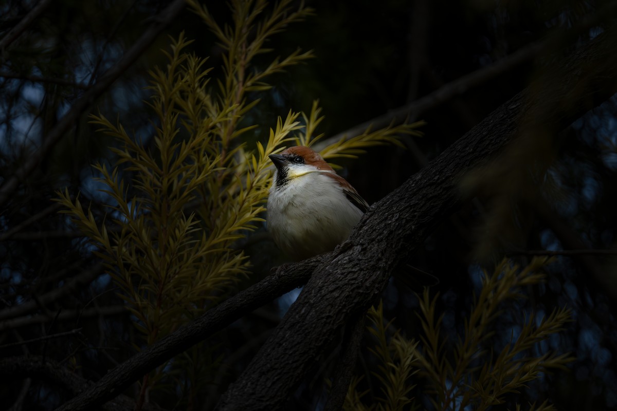 kanelspurv - ML646795005