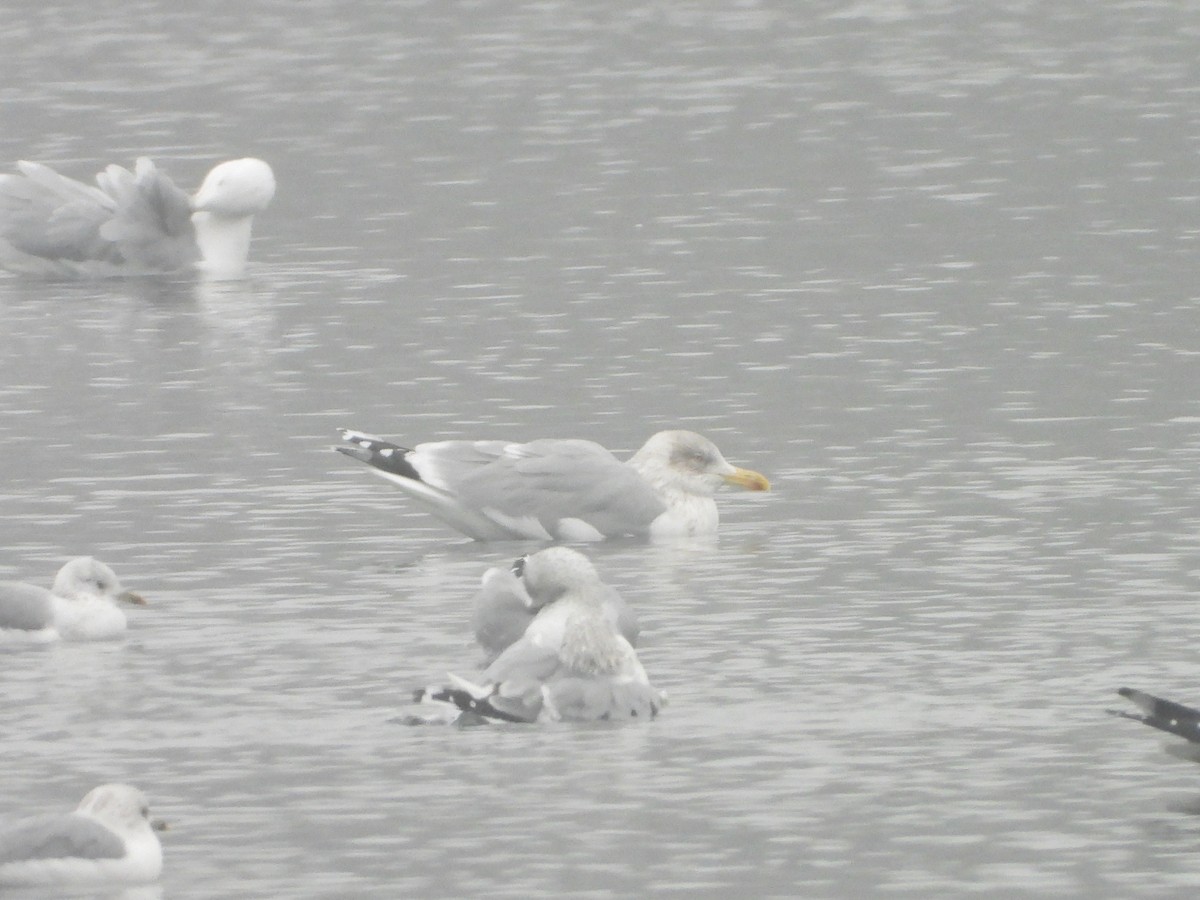 Silbermöwe - ML646795006