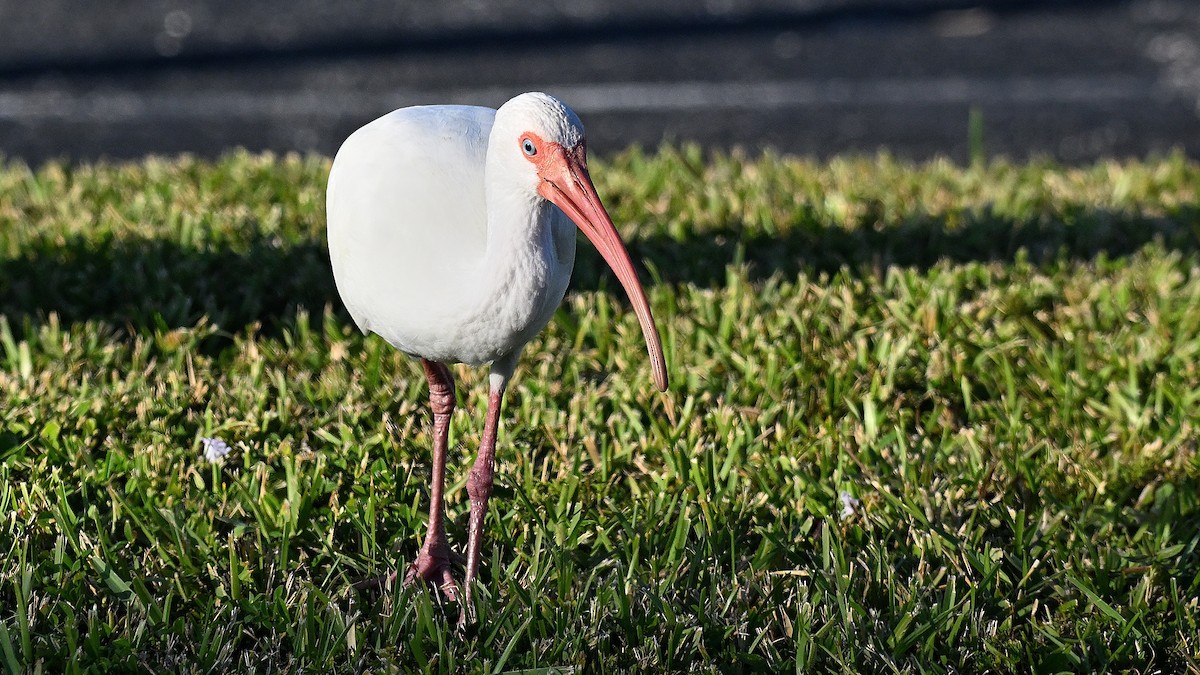 Ібіс білий - ML646795007