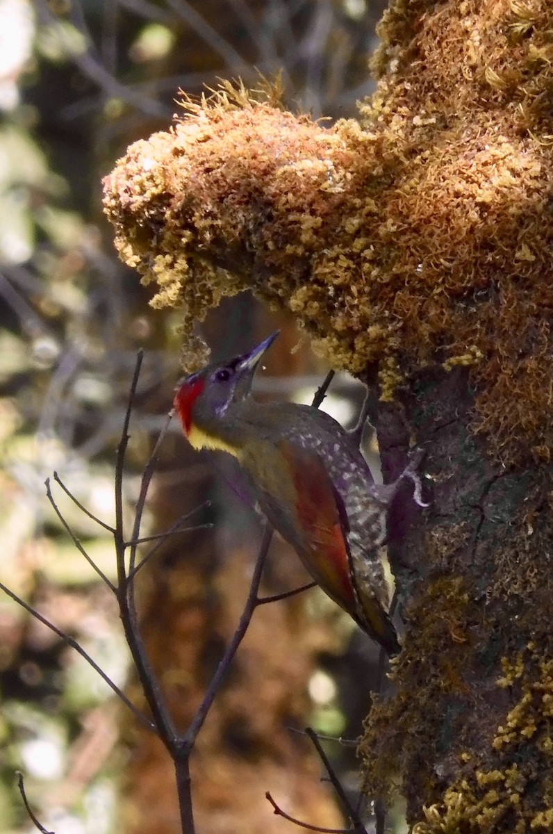 Жовна мала - ML646795009