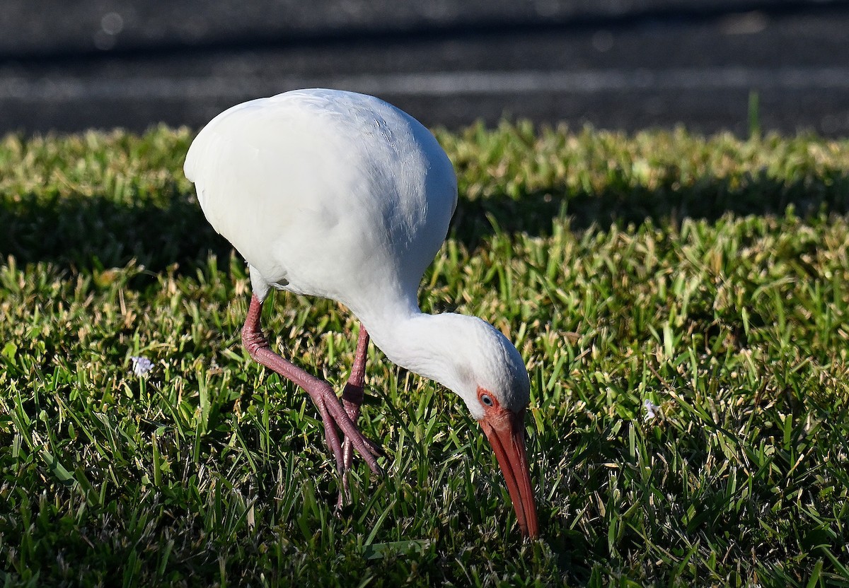 Ібіс білий - ML646795010