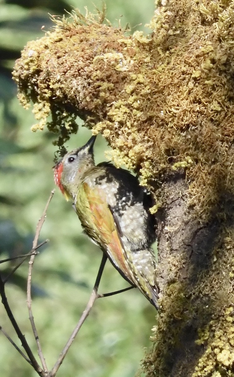 Жовна мала - ML646795011