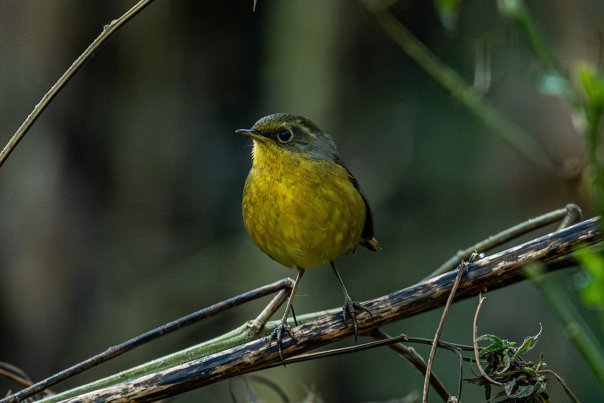 Golden Bush-Robin - ML646795013