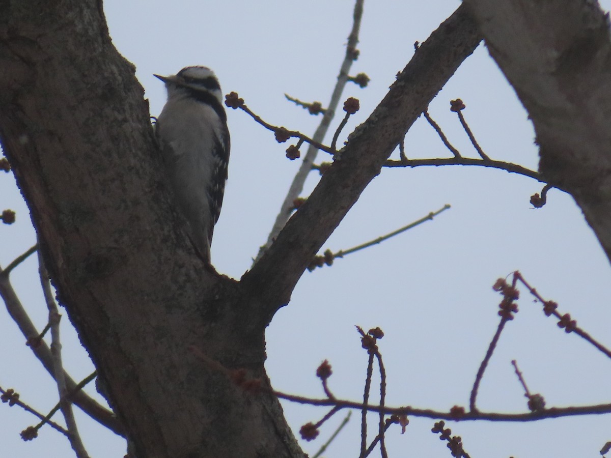 Downy Woodpecker - ML646795014