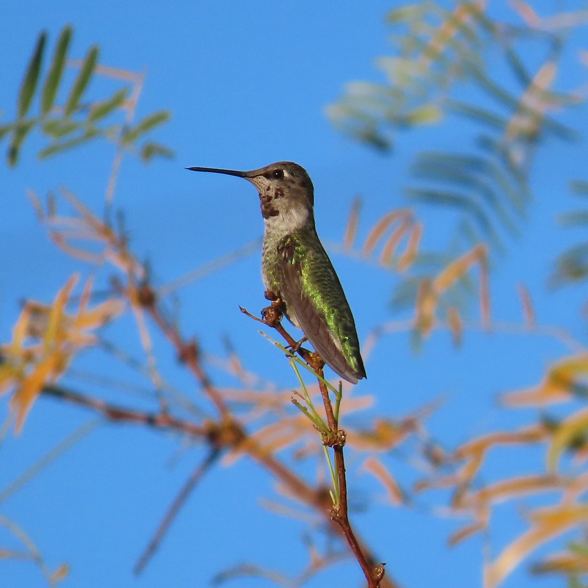 Anna's Hummingbird - ML646795015