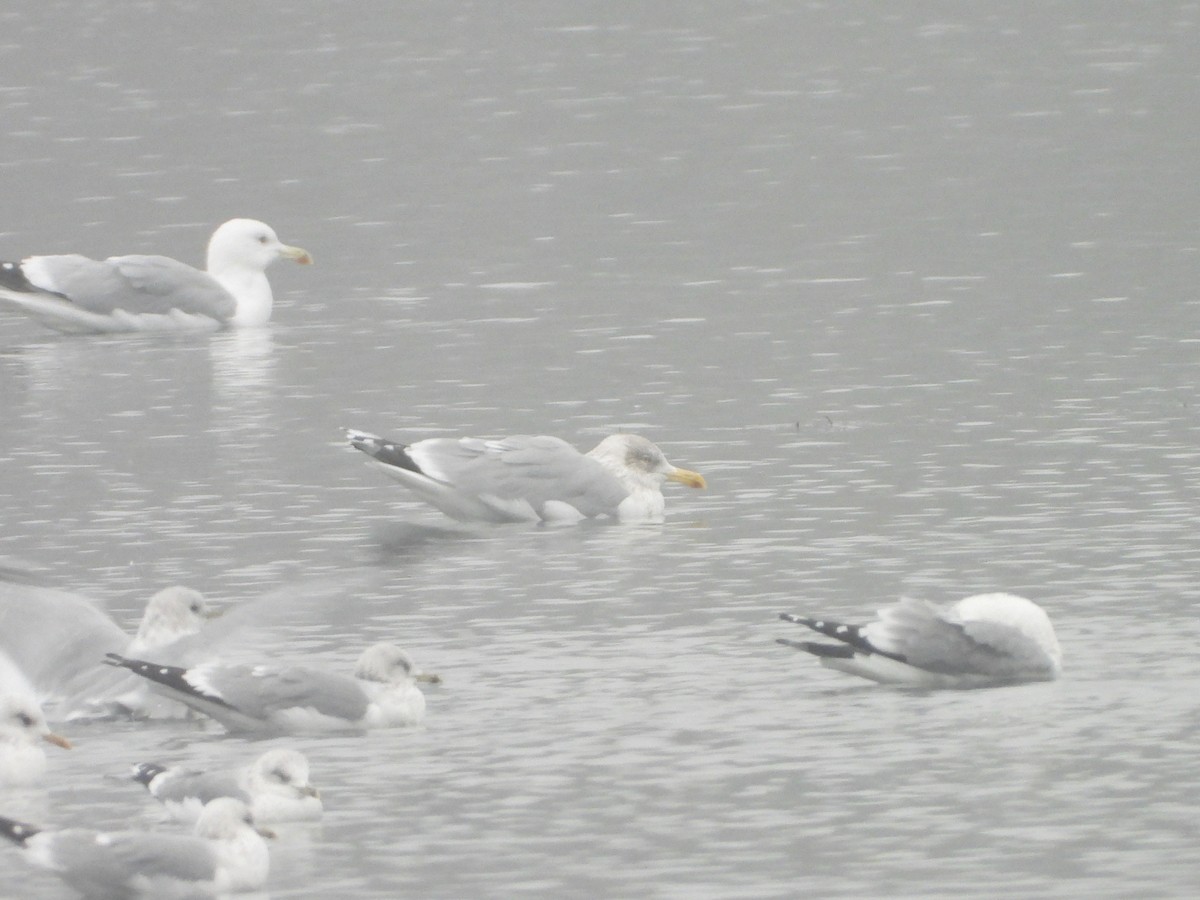 Silbermöwe - ML646795016