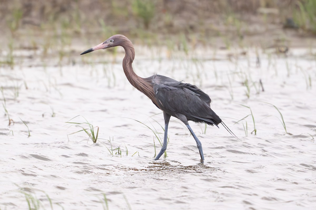 Reddish Egret - ML646795017