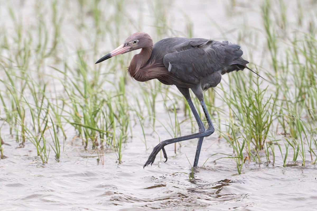 Reddish Egret - ML646795018