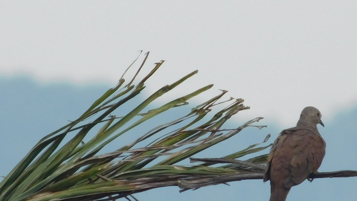 Ruddy Ground Dove - ML646795020