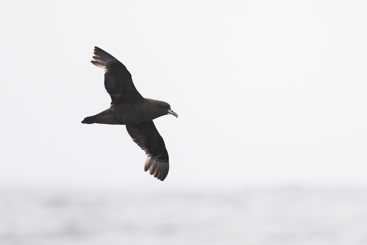 Pardela Gorjiblanca - ML646795021