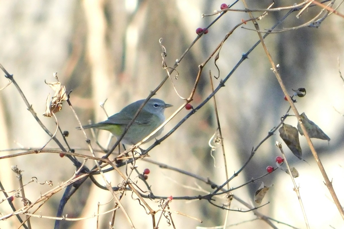 Orange-crowned Warbler - ML646795022
