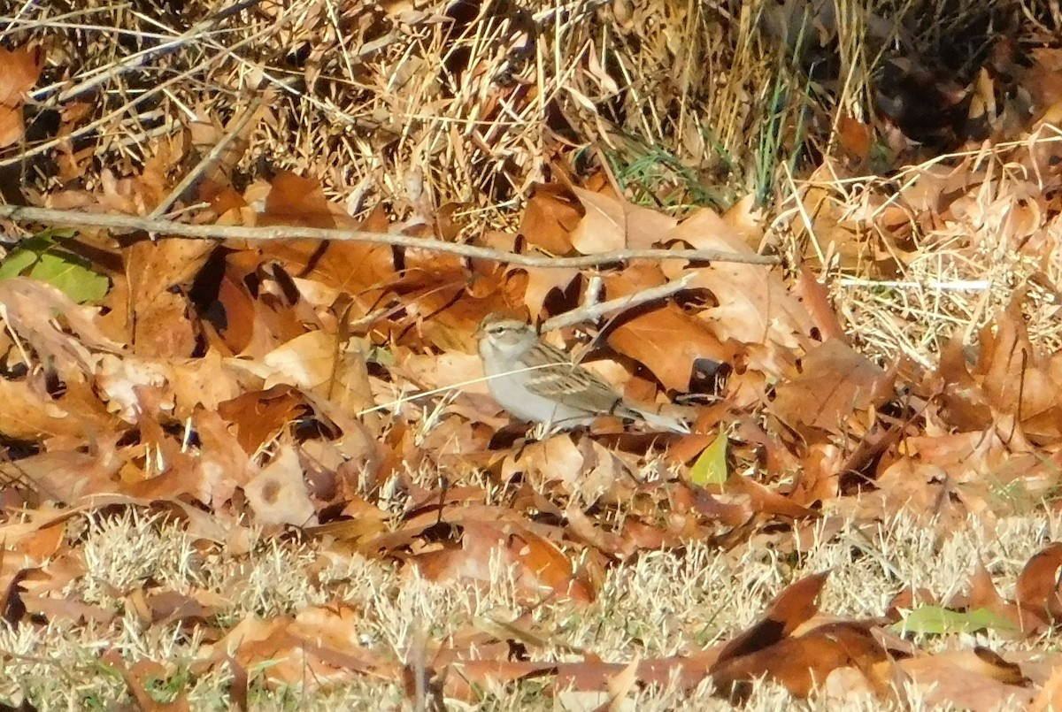 Chipping Sparrow - ML646795023