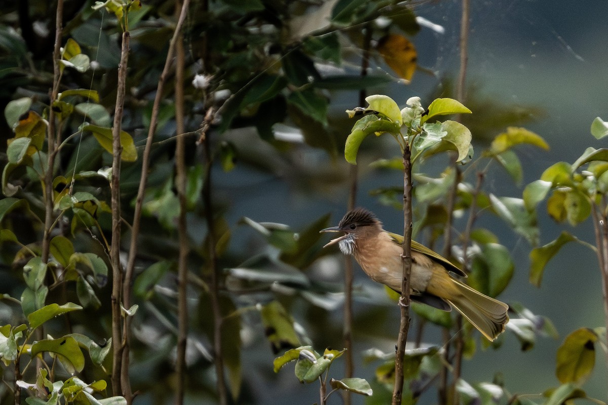 Mountain Bulbul - ML646795024