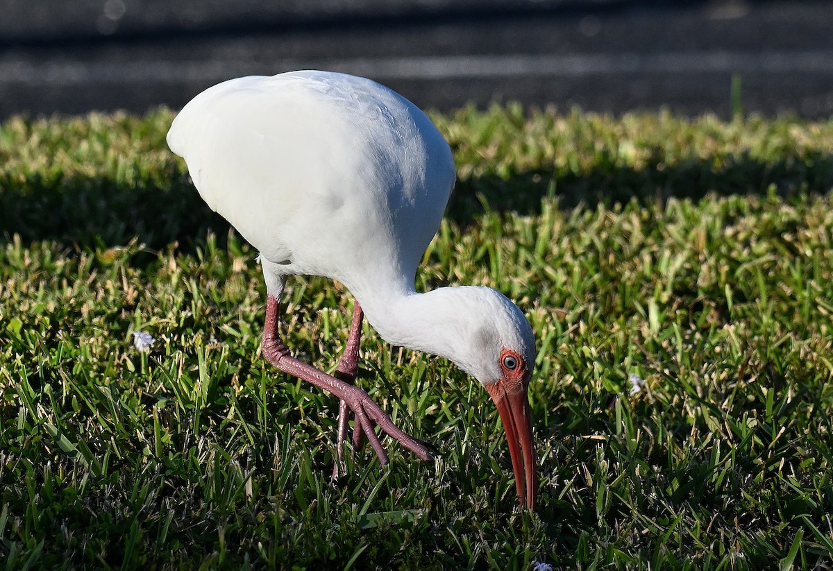 Ібіс білий - ML646795025