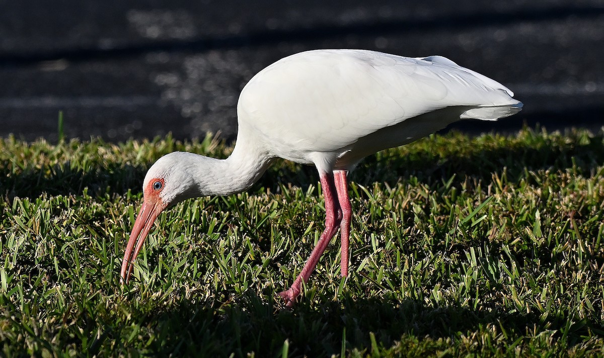 Ібіс білий - ML646795027