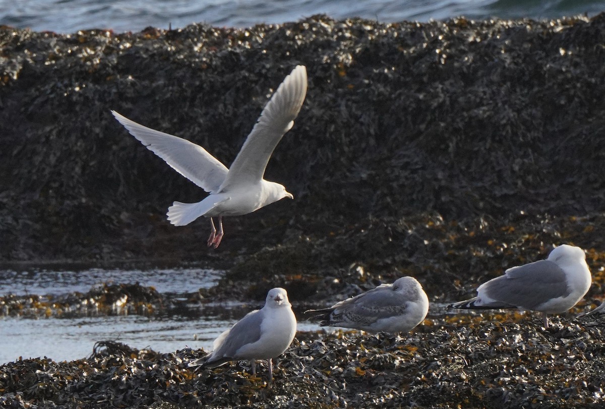 アイスランドカモメ（亜種 アイスランドカモメ） - ML646795029