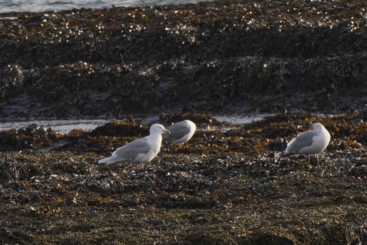 アイスランドカモメ（亜種 アイスランドカモメ） - ML646795030