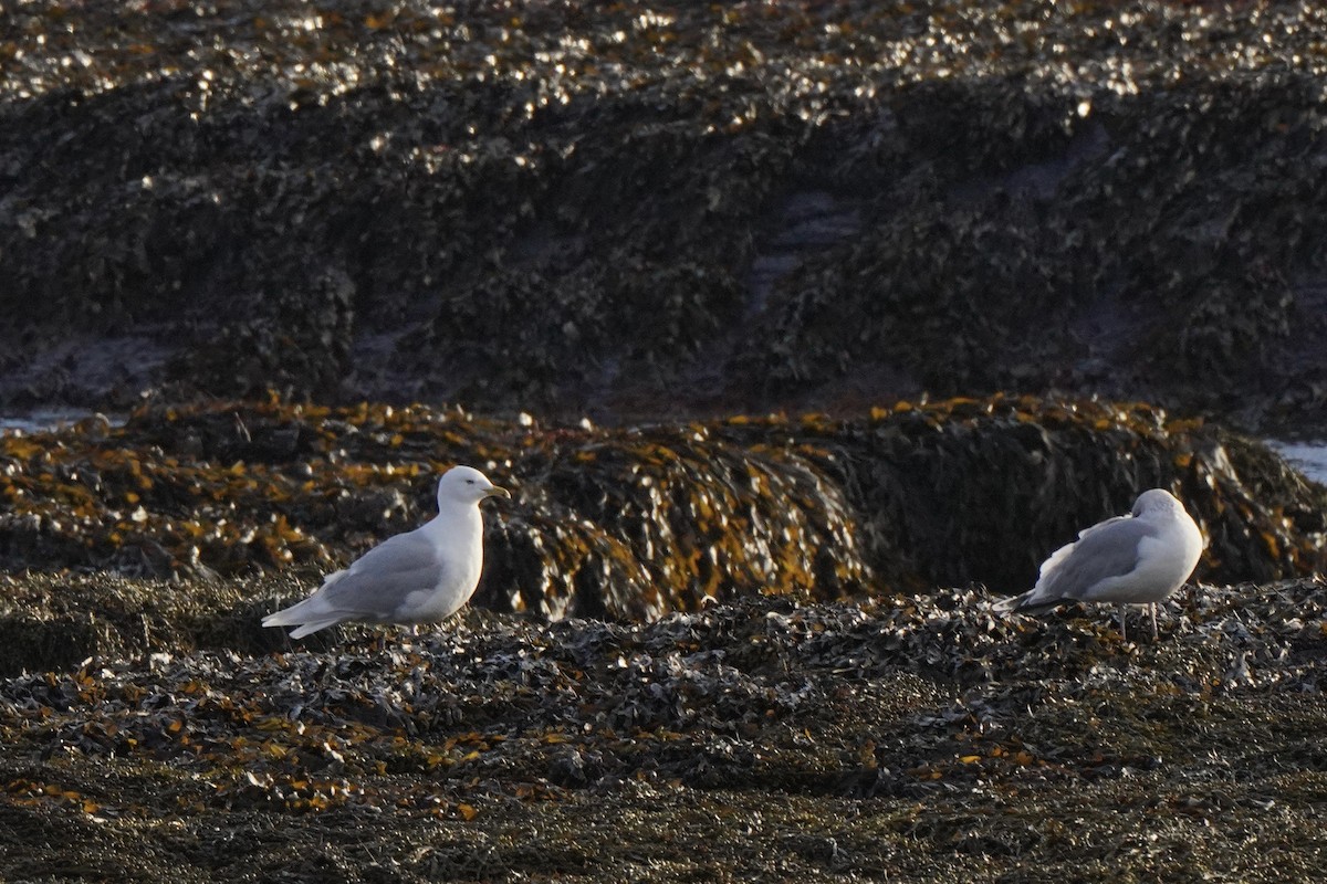 アイスランドカモメ（亜種 アイスランドカモメ） - ML646795031