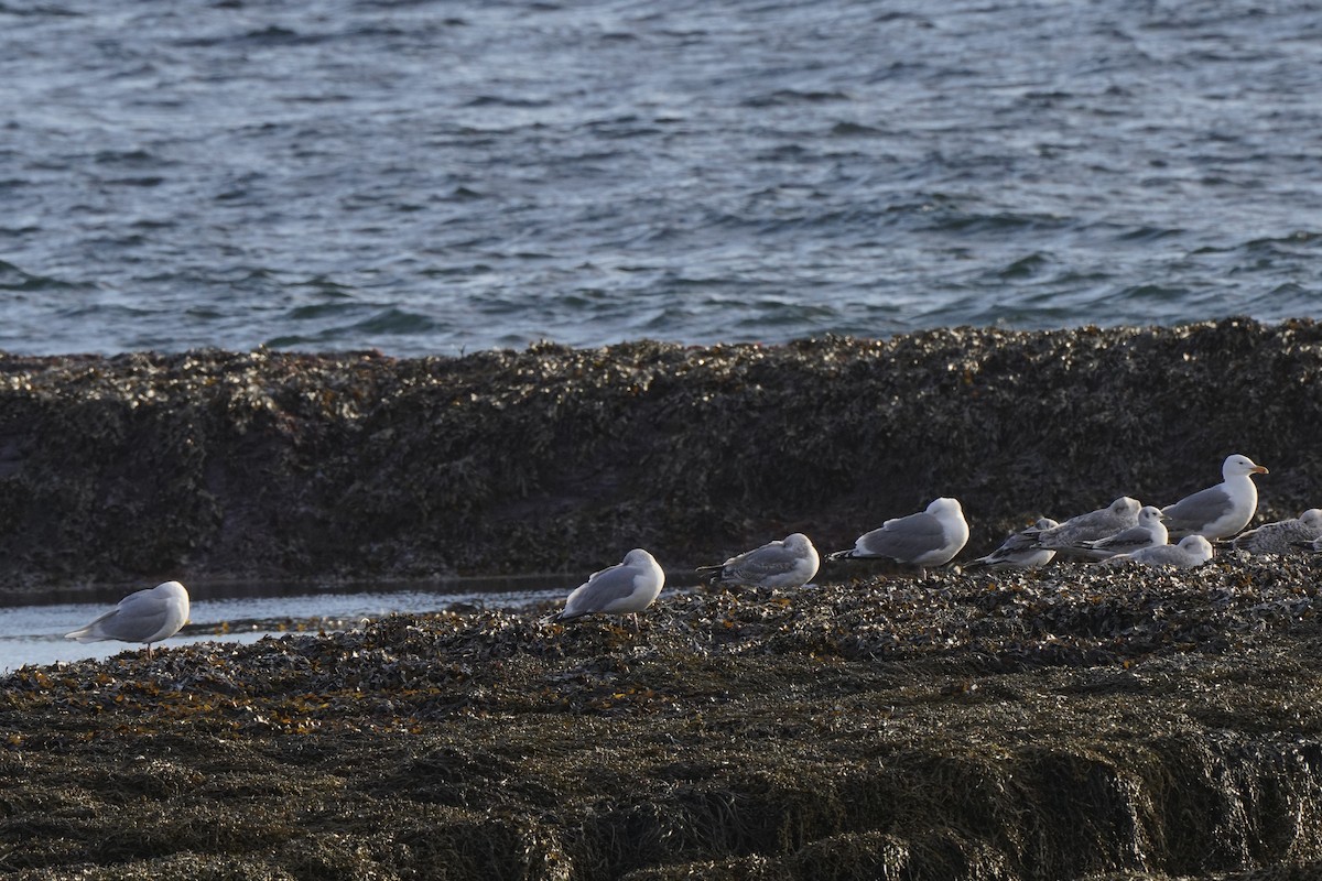 アイスランドカモメ（亜種 アイスランドカモメ） - ML646795032