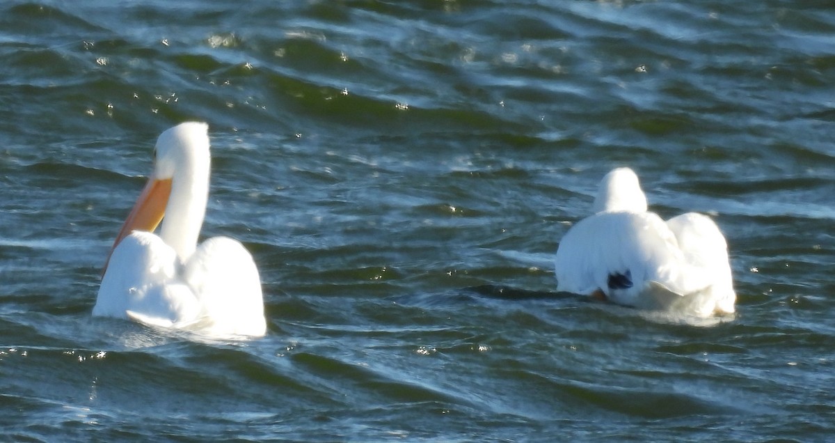 Pelikano zuri amerikarra - ML646795033