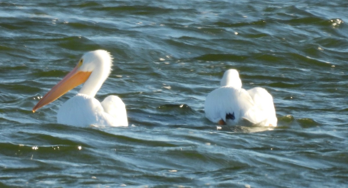 Pelikano zuri amerikarra - ML646795034