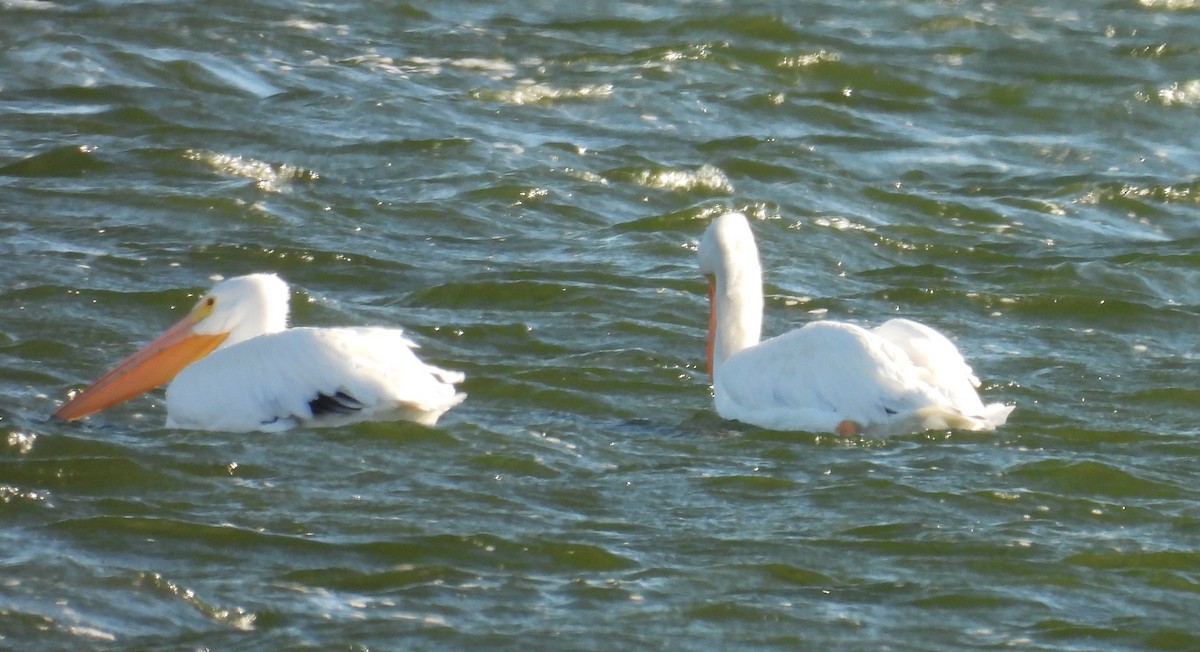 Pelikano zuri amerikarra - ML646795035