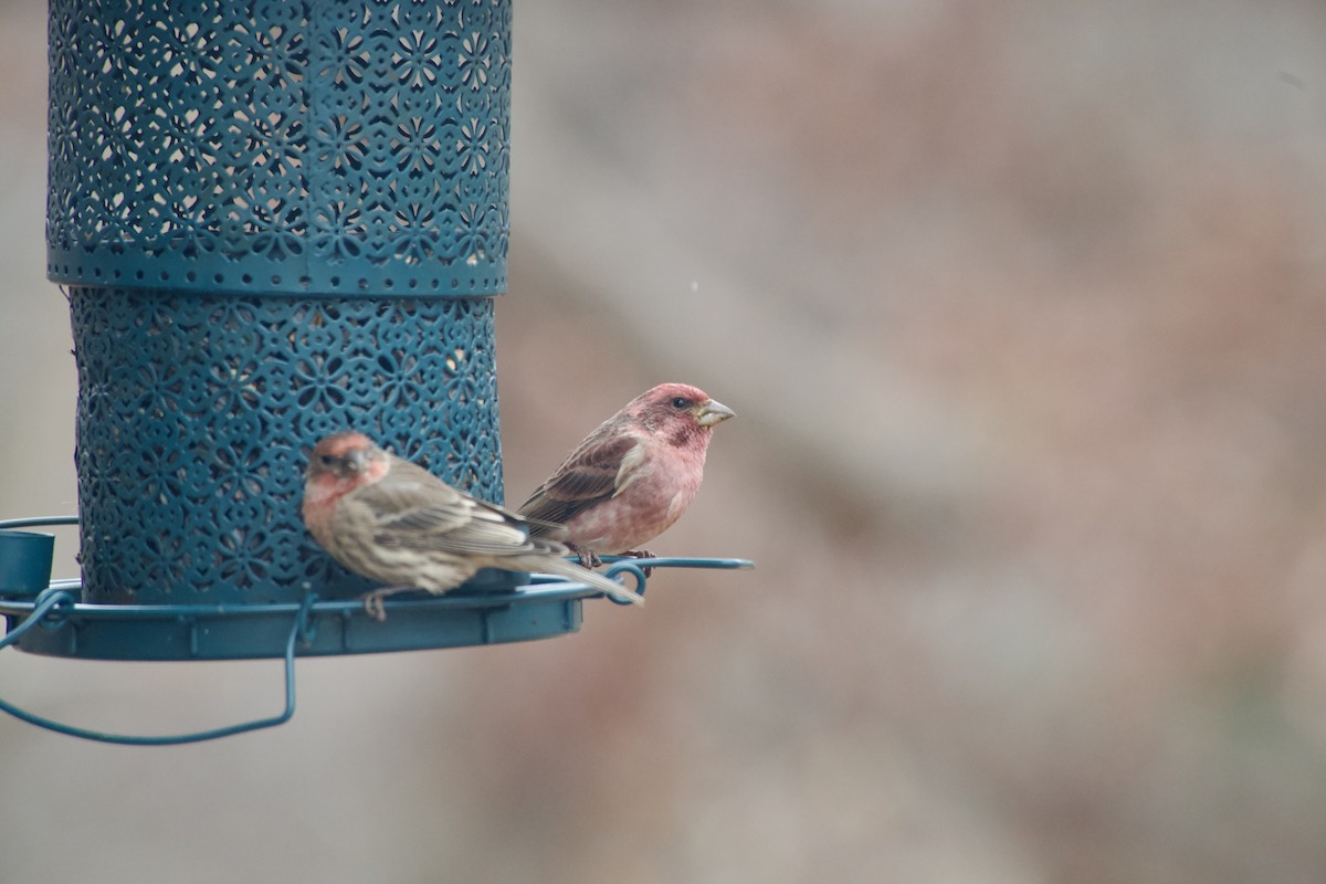 Purple Finch (Eastern) - ML646795038